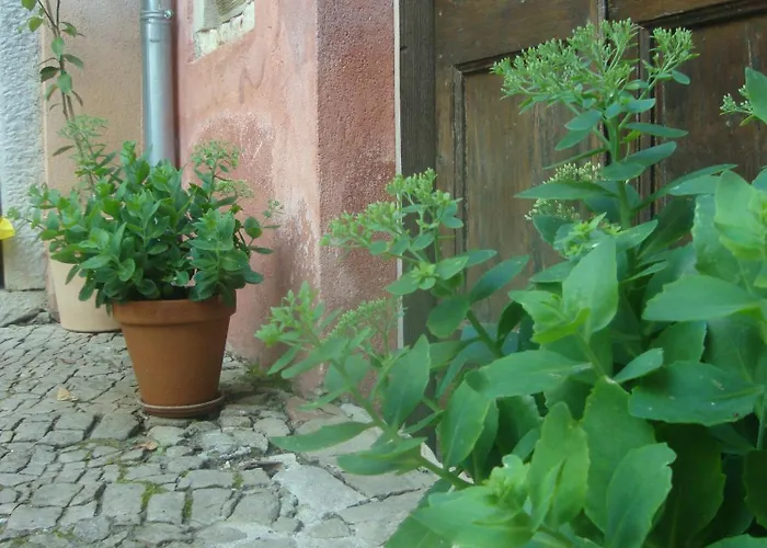 Bed & Breakfast Antico Motovun